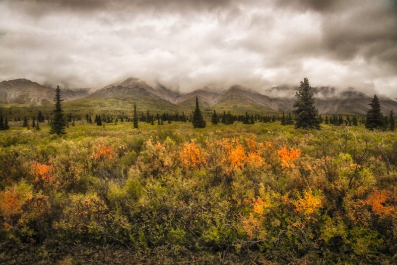 Denali-Landscape-8.26.23-0266