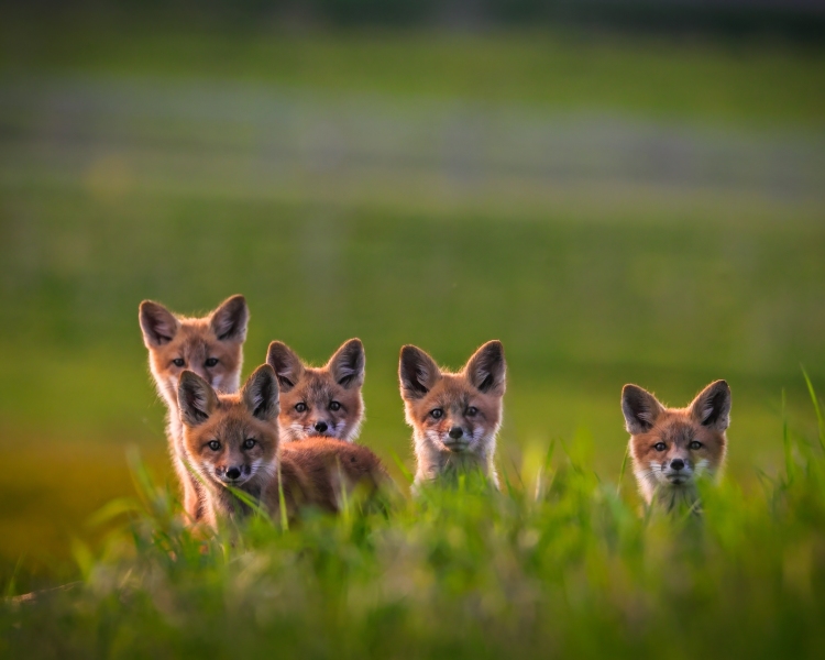 Fox-Kits-Family-5.16.23-5278