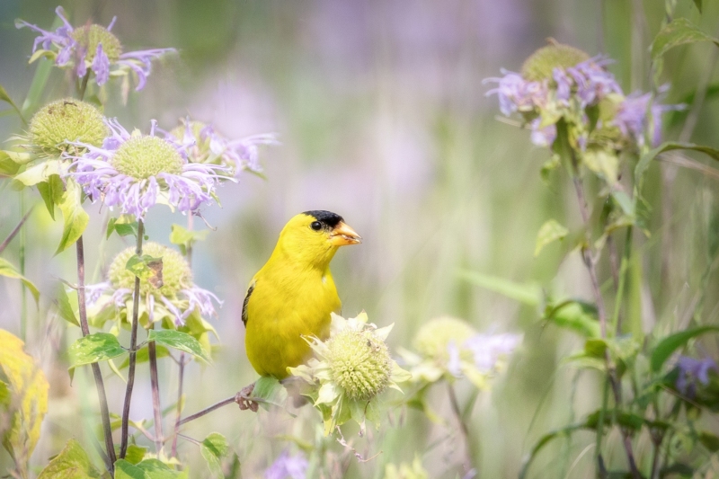 Goldfinch-7.22.24-0779