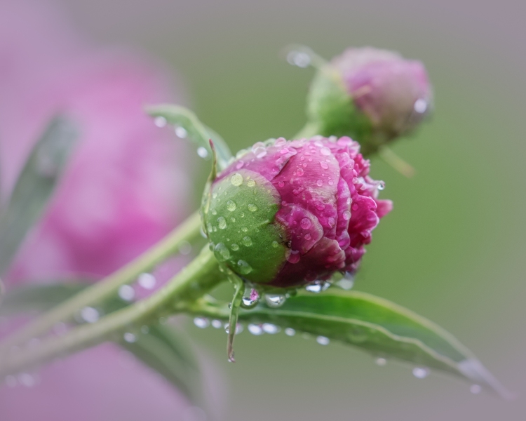 Peony-Bud-6.10.23-9457