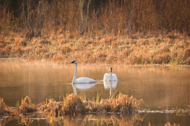 Sunrise-Swans-5.13.23-4313