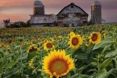 Barn-Sunflower-7.28.23-4200 Barn-Sunflower-7.28.23-4200