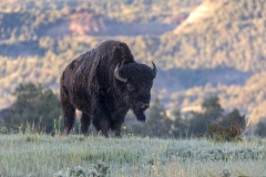 Bison-5.25.24-4025 Bison-5.25.24-4025