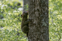 Cub-4.23.24-9601 Cub-4.23.24-9601