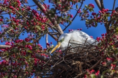 Egret-5.19.23-5635 Egret-5.19.23-5635