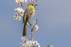Female-Baltimore-Oriole-5.5.24-0340.tif Female-Baltimore-Oriole-5.5.24-0340.tif