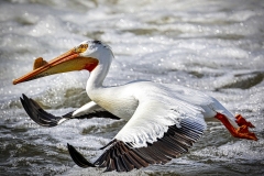 Pelican-5.29.22-1189 Pelican-5.29.22-1189
