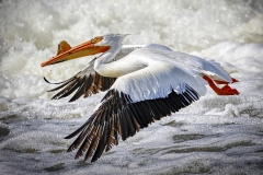 Pelican-5.29.22-1256 Pelican-5.29.22-1256