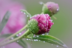 Peony-Bud-6.10.23-9457 Peony-Bud-6.10.23-9457