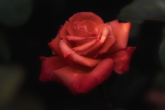 Rose-7.23.23-3816@2x Rose-7.23.23-3816@2x