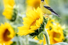 Sunflower-Goldfinch-8.1.24-0520 Sunflower-Goldfinch-8.1.24-0520