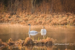 Sunrise-Swans-5.13.23-4313 Sunrise-Swans-5.13.23-4313