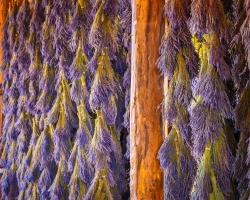 B-B-Lavendar-Farm-8.15.21-5557