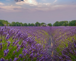 B-B-Lavendar-Farm-8.15.21-5578