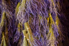 B-B-Lavendar-Farm-8.15.21-5554