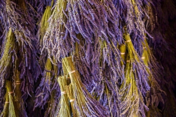 B-B-Lavendar-Farm-8.15.21-5554