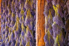 B-B-Lavendar-Farm-8.15.21-5557