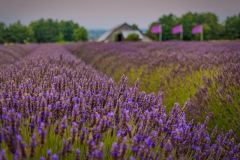 B-B-Lavendar-Farm-8.15.21-5568