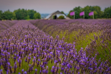 B-B-Lavendar-Farm-8.15.21-5568