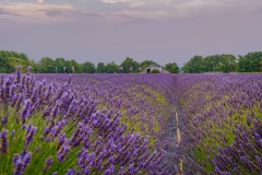 B-B-Lavendar-Farm-8.15.21-5578