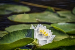Blackmans-Lake-Lily-8.18.21-0045