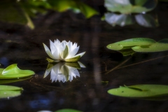 Blackmans-Lake-Lily-8.18.21-0047
