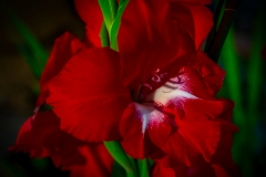 Gladiola-8.16.21-5700