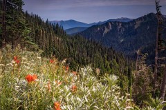 Hurricane-Ridge-8.15.21-5609-qc