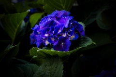 Hydrangea-8.17.21-6071