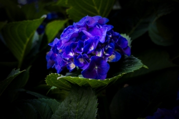 Hydrangea-8.17.21-6071