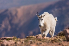 Mountain-Goat-8.23.21-6608
