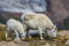 Mountain-Goat-8.23.21-6727