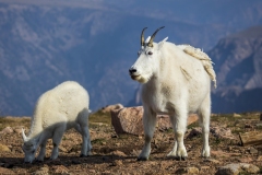Mountain-Goats-8.23.21-6547