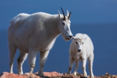 Mountain-Goats-8.23.21-6641