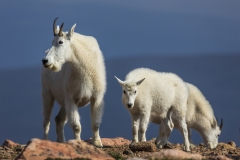 Mountain-Goats-8.23.21-6650
