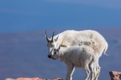 Mountain-Goats-8.23.21-6673