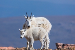Mountain-Goats-8.23.21-6678