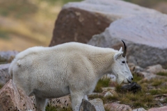 Mountain-Goats-8.23.21-6753