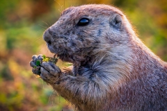 TRNP-Gopher-6801