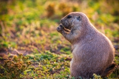 TRNP-Prairie-Dog-6787