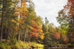 Fall-Leaves-10.01.21-8662