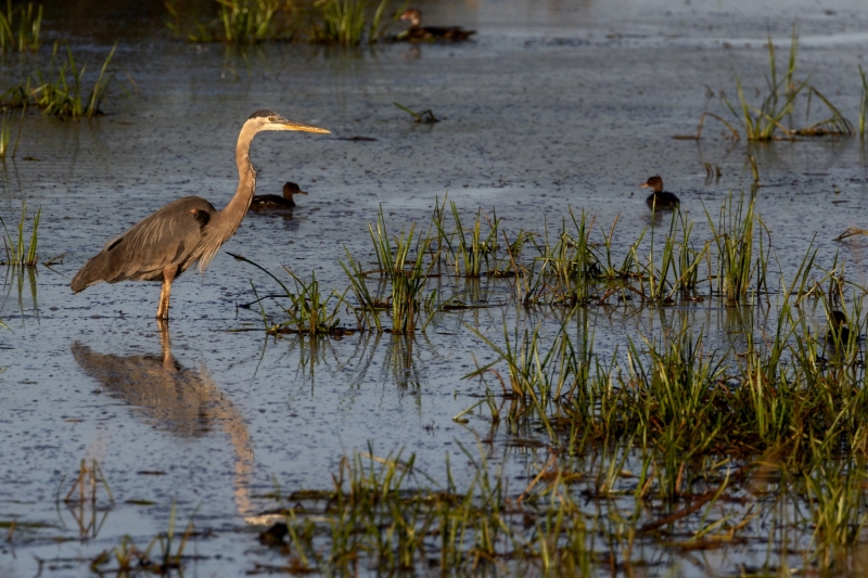 Blue-Heron-8.31.24-2411