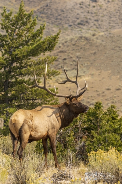 Bull-Elk-9.22.20