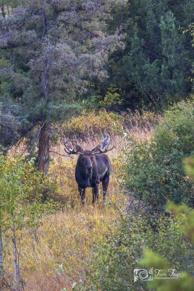 Bull-Moose-9.21.20