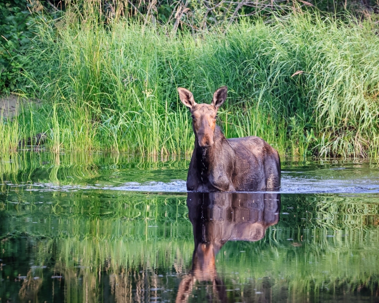 Cow-Moose-7.22.23-3673