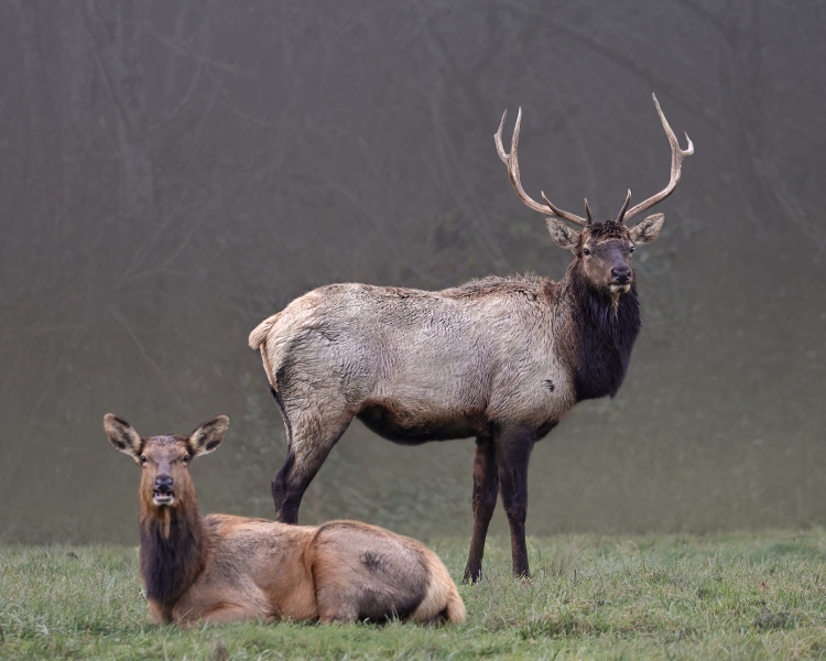 Elk-Snoqualmie-12.1.23-8554