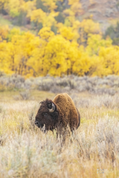 Fall-Foliage-buffalo-9.19.20