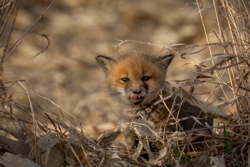 Fox-Kit-4.16.25-2663