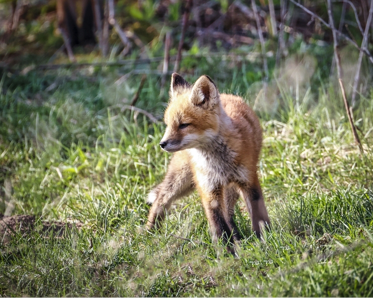 Fox-Kit-5.10.22-1520