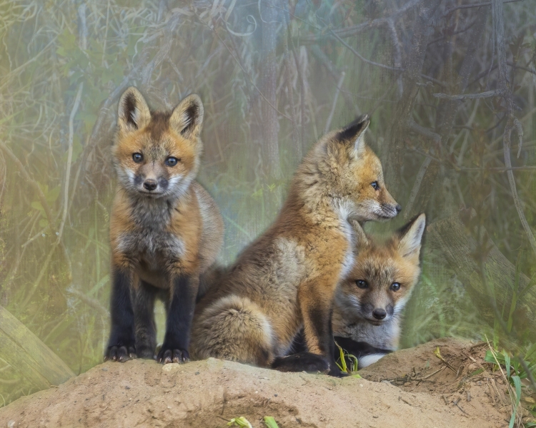 Fox-Kits-4.30.21.13